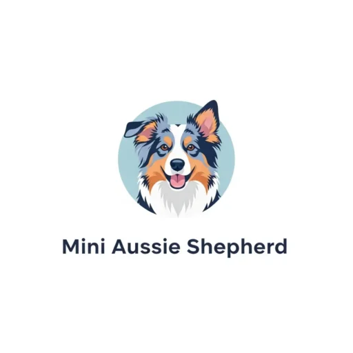 Mini Australian Shepherd