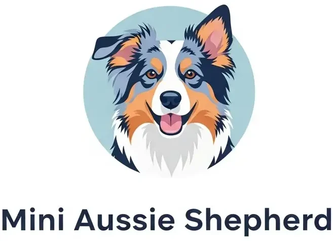 Mini Australian Shepherd