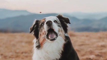 Adult Mini Australian Shepherd close-up portrait outdoors