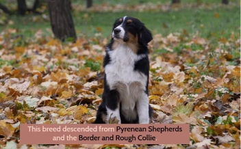 Black tri Mini Australian Shepherd standing outdoors in autumn