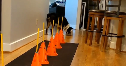 Mini Australian Shepherd running during agility and hiking training