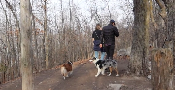 Mini Australian Shepherd hiking outdoors with family