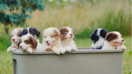 Litter of Mini Australian Shepherd puppies together