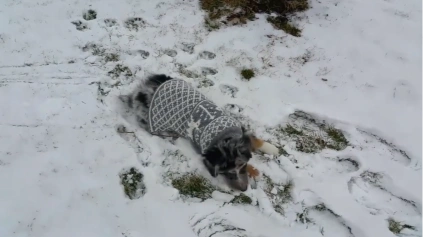 Mini Australian Shepherd puppy playing in snow