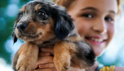 Mini Australian Shepherd puppy sitting with a child