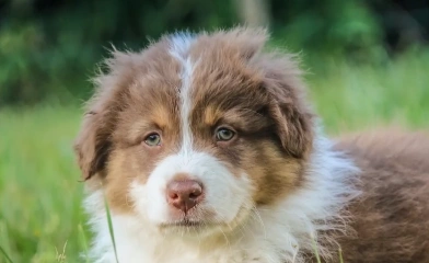 Red Mini Australian Shepherd puppy portrait close-up