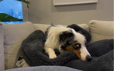 Mini Australian Shepherd resting cozy in a blanket