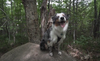 Mini Australian Shepherd on a forest walk