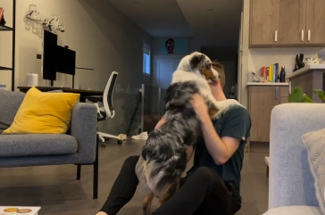 Mini Australian Shepherd bonding with its owner