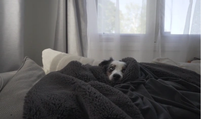 Mini Australian Shepherd resting on a couch at home