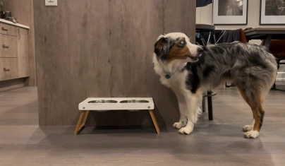Mini Australian Shepherd standing indoors