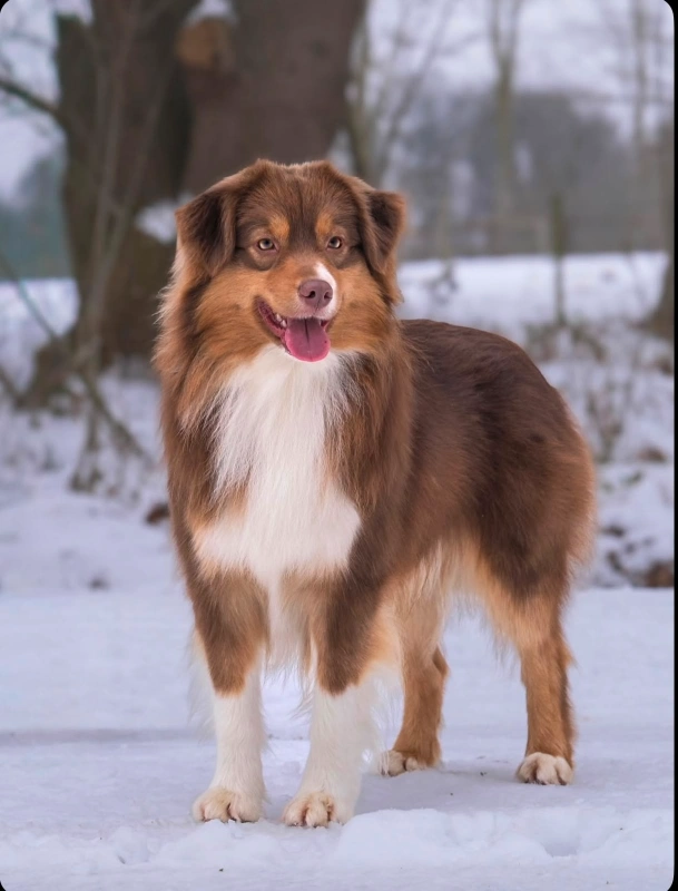 Adult Red Tri Mini Australian Shepherd standing outdoors in winter