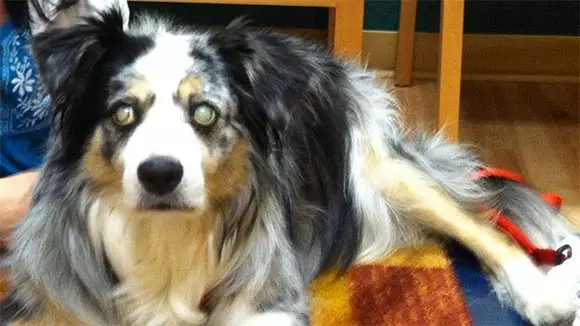 Mini Aussie Eye Problems PRA and Cataracts Explained