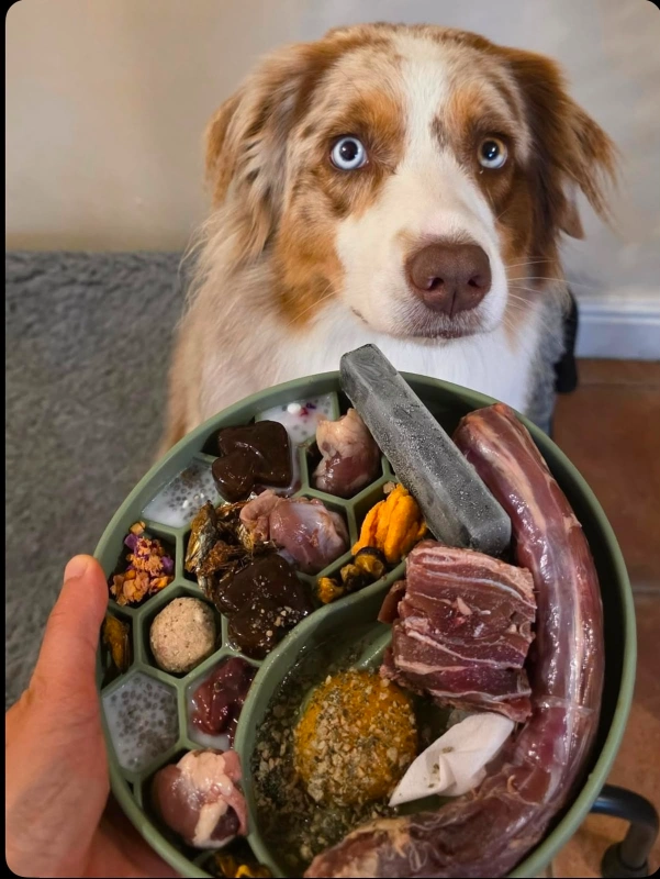 Mini Australian Shepherd eating a raw diet meal from a feeding bowl