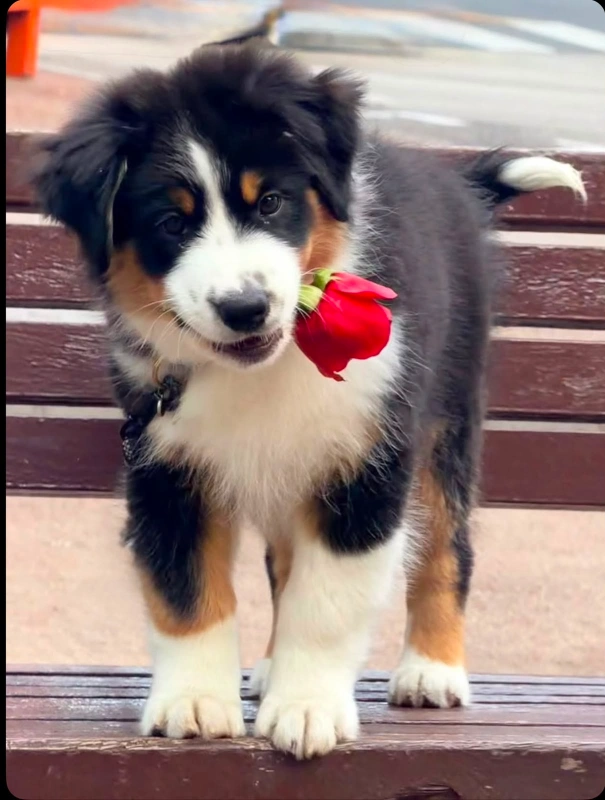 Mini Australian Shepherd puppy holding a red flower during early training