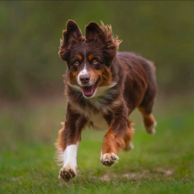 Mini Australian Shepherd running outdoors, showing high daily exercise needs